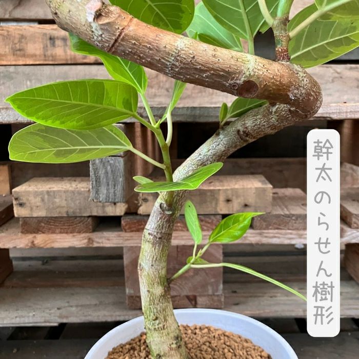 観葉植物現品販売