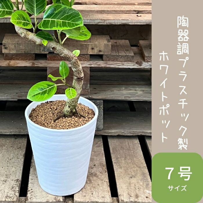 観葉植物現品販売