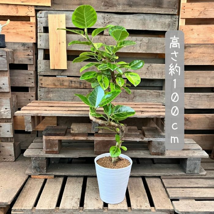 観葉植物現品販売