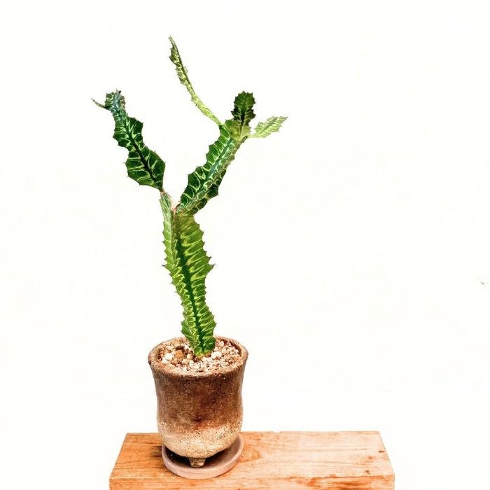 観葉植物 本物 【現品】希少 ユーフォルビア グランディアラータ 観葉植物 本物 【現品】希少 ユーフォルビア グランディアラータ