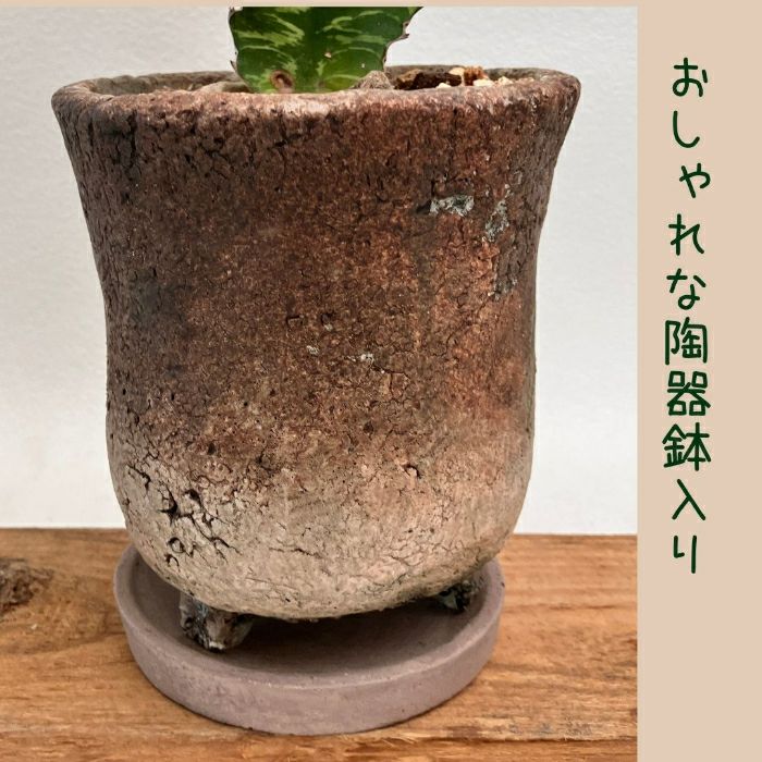 観葉植物現品販売