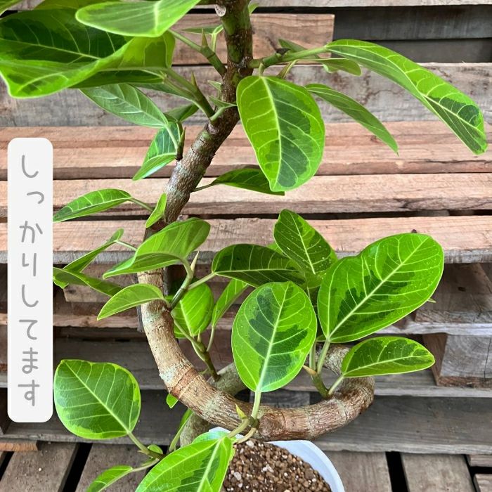 観葉植物現品販売