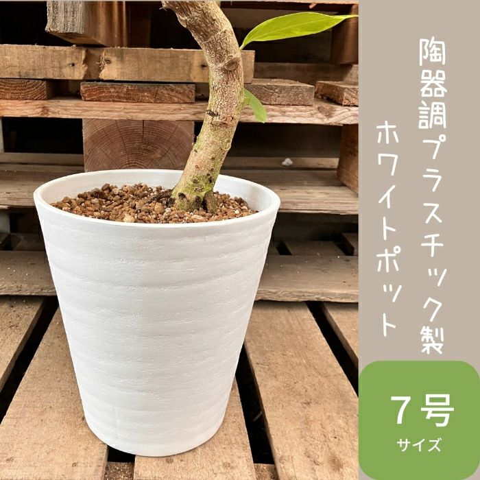 観葉植物現品販売