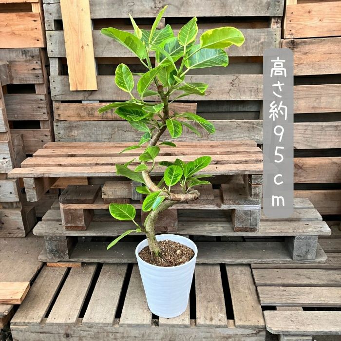 観葉植物現品販売