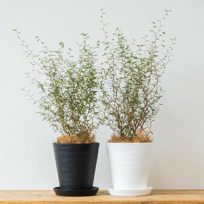 ソフォラ・リトルベイビー 6号 セラアート鉢 観葉植物