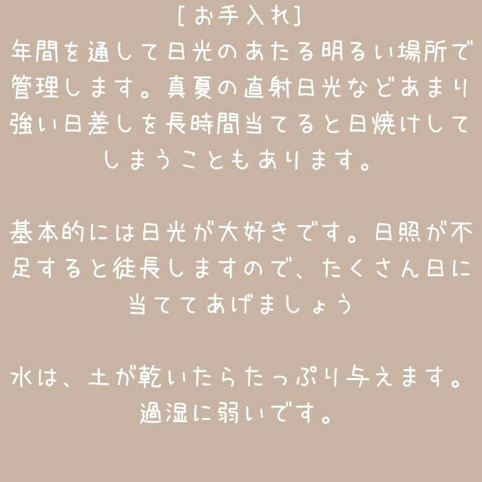 観葉植物現品販売