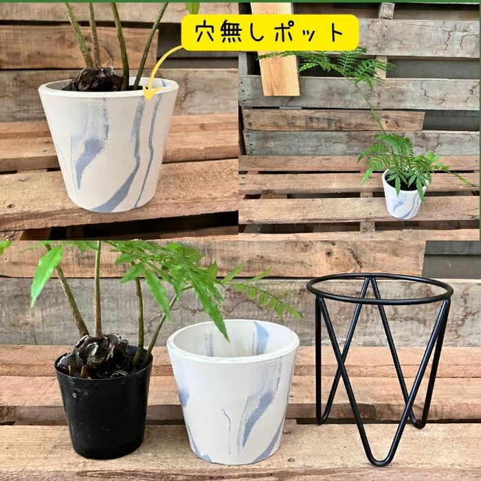 観葉植物現品販売