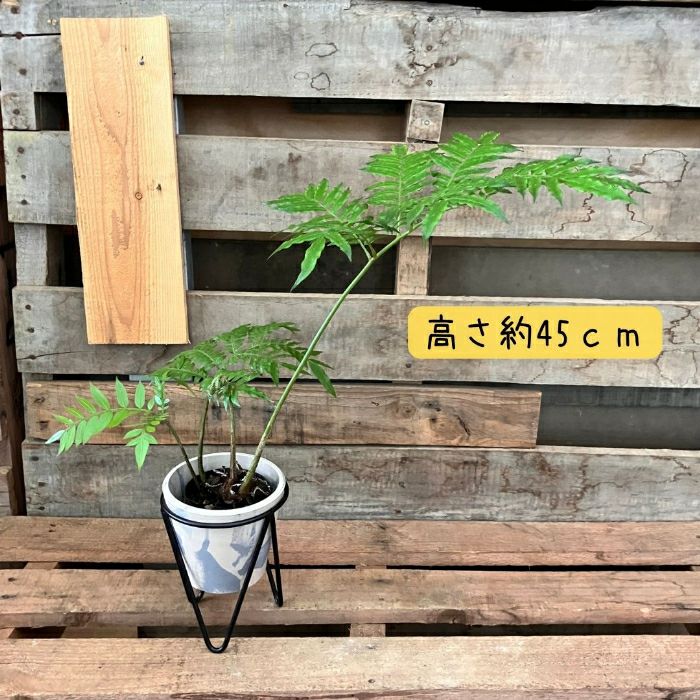 観葉植物現品販売