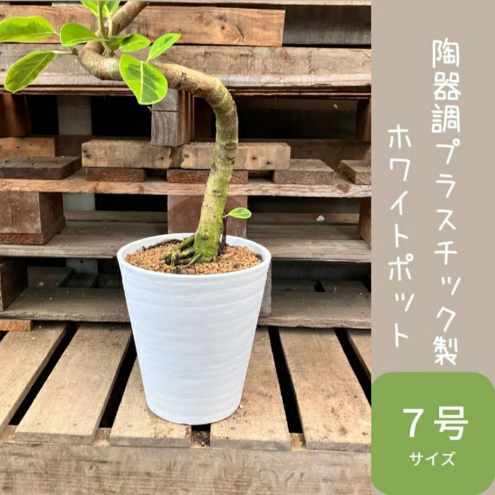 観葉植物現品販売