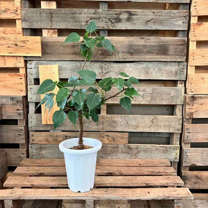 観葉植物 本物 【現品】 希少 1点もの インドボダイジュ（フィカス