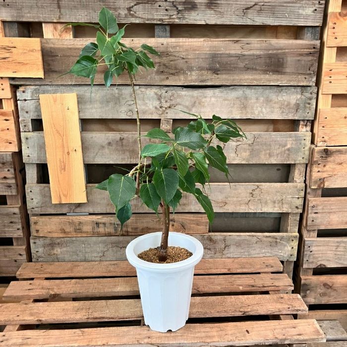 観葉植物現品販売