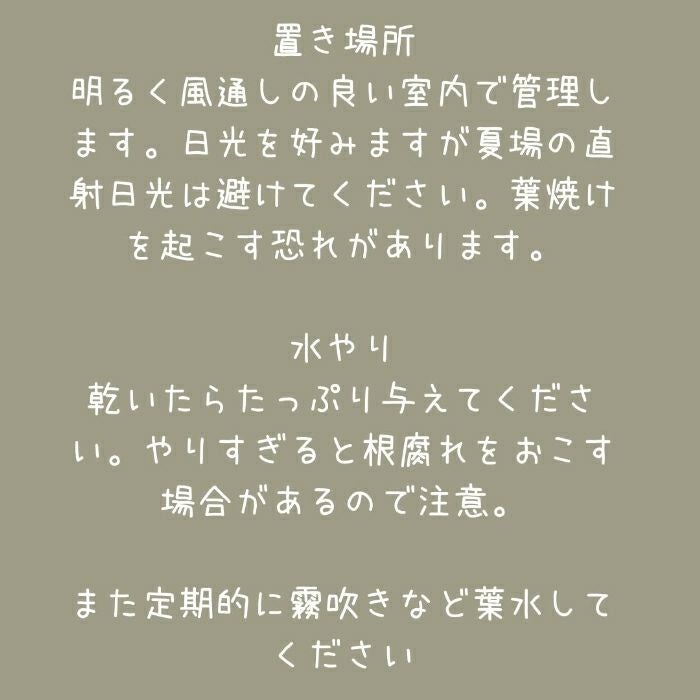 観葉植物現品販売