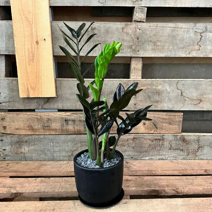観葉植物 【現品】 黒い葉っぱ ザミオクルカス 『レイブン