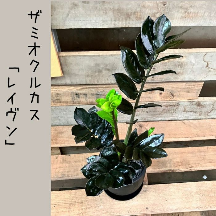 観葉植物現品販売