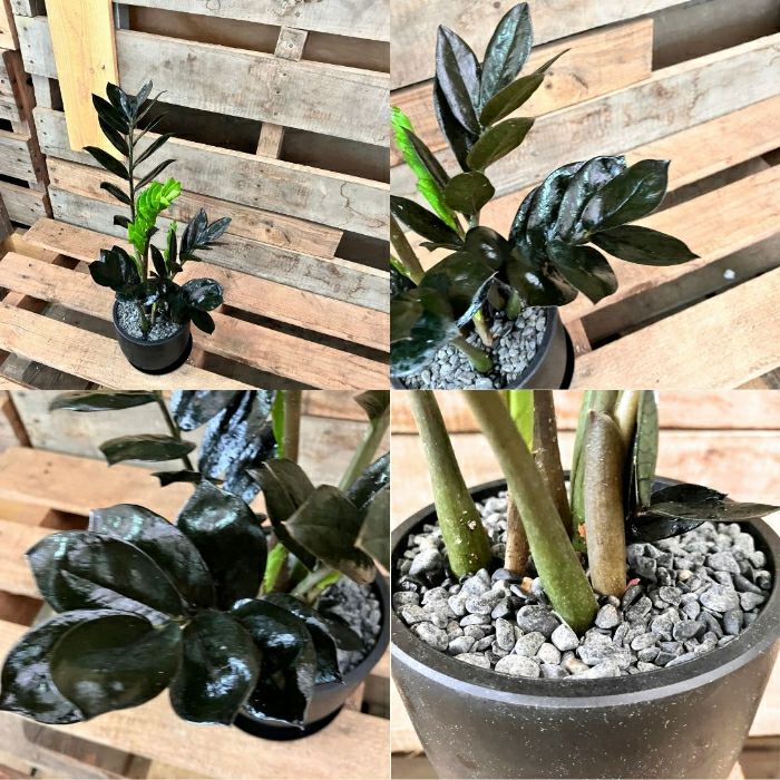 観葉植物現品販売