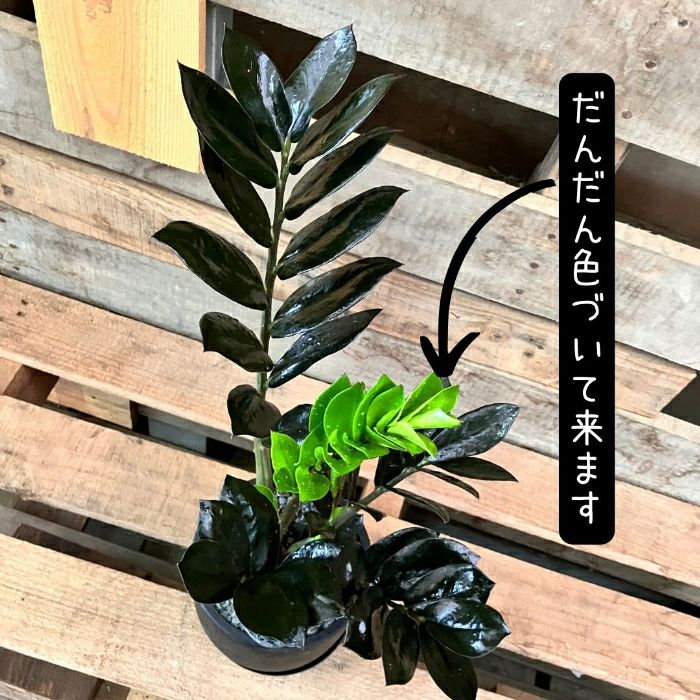 観葉植物現品販売
