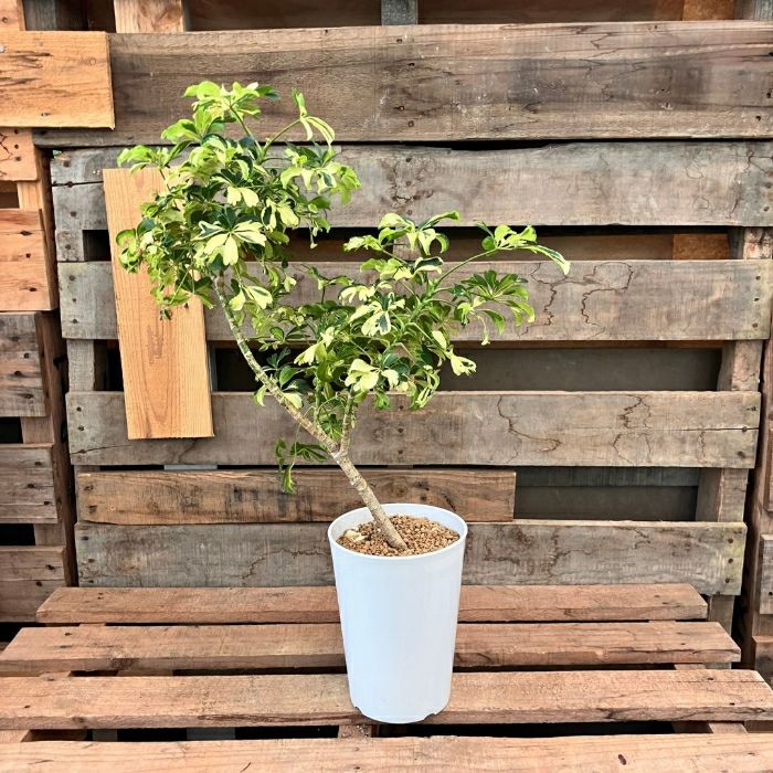 観葉植物現品販売