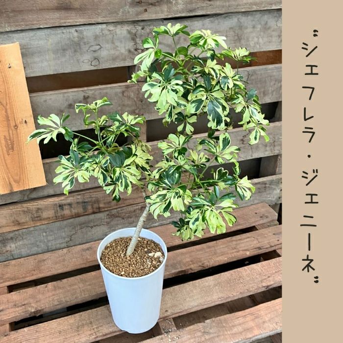 観葉植物現品販売