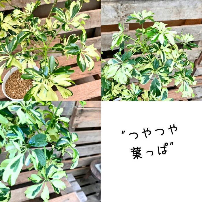 観葉植物現品販売