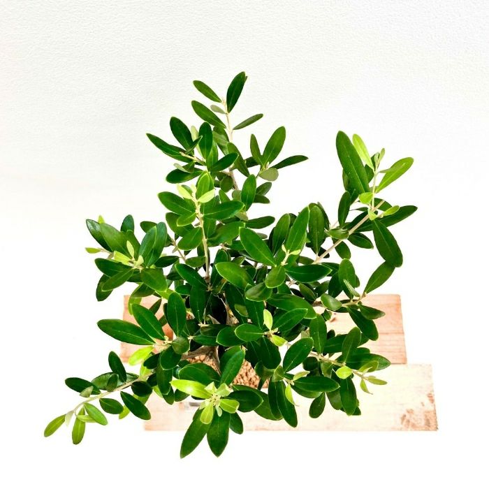 観葉植物現品販売