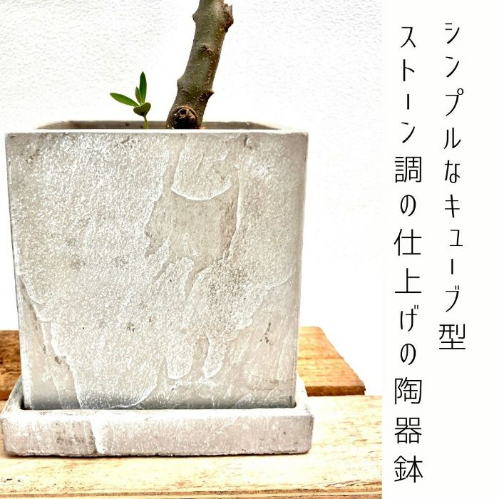 観葉植物現品販売