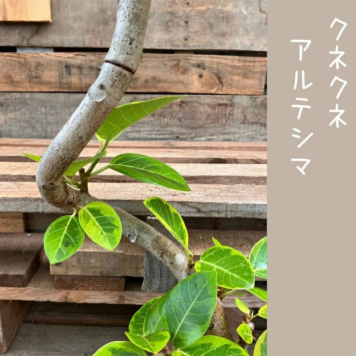 観葉植物現品販売