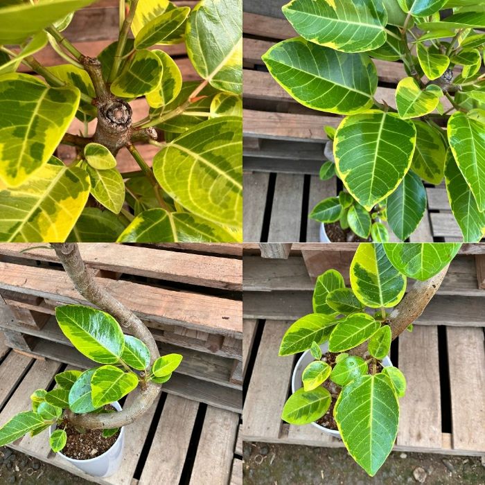 観葉植物現品販売