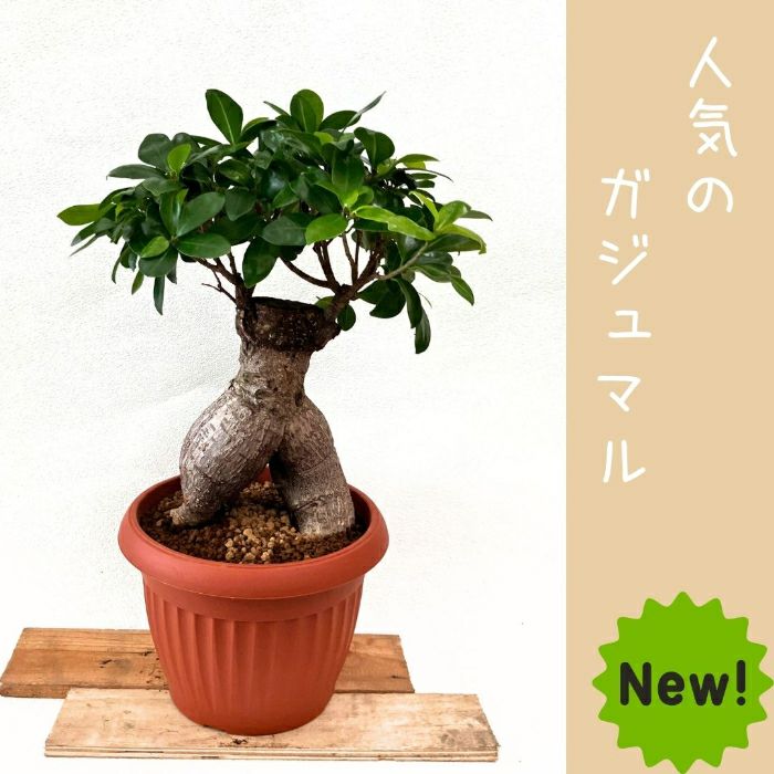 観葉植物現品販売