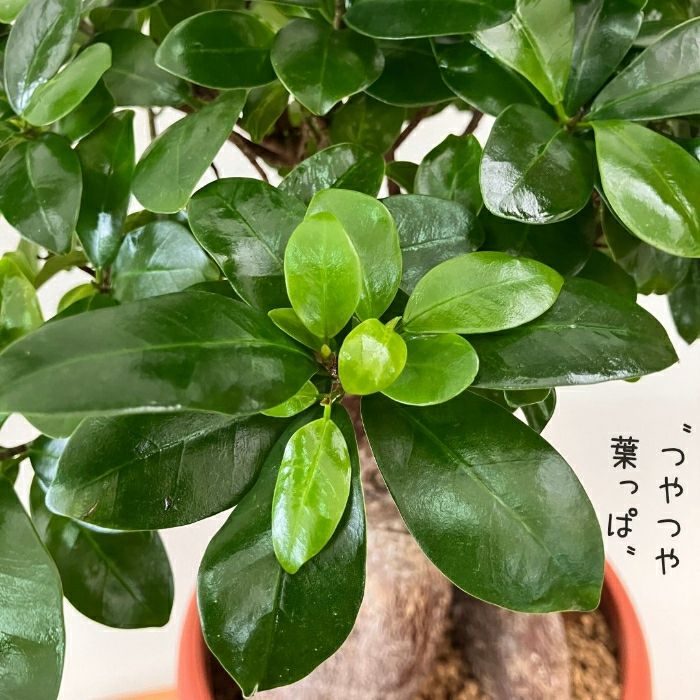 観葉植物現品販売