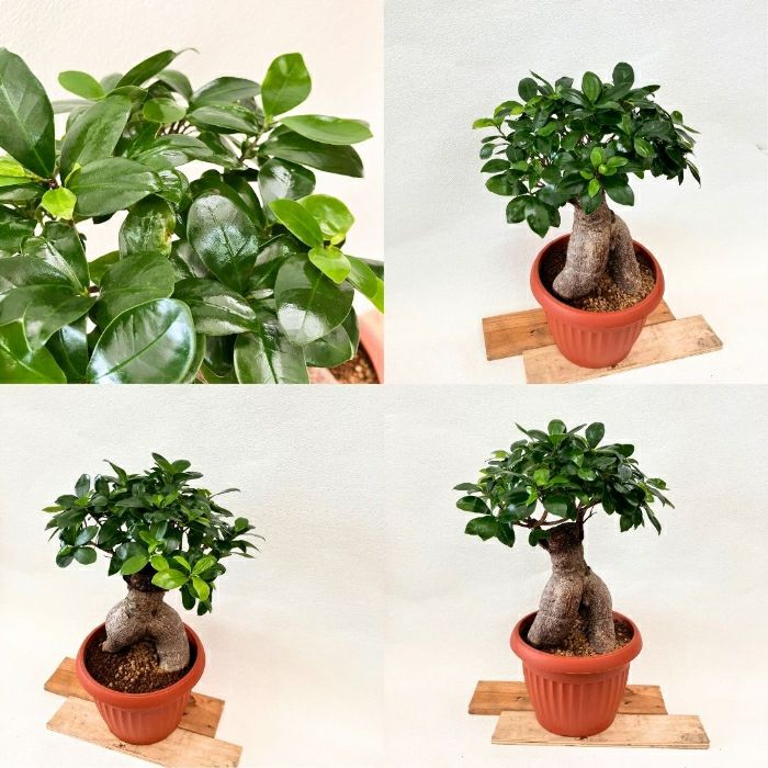 観葉植物現品販売