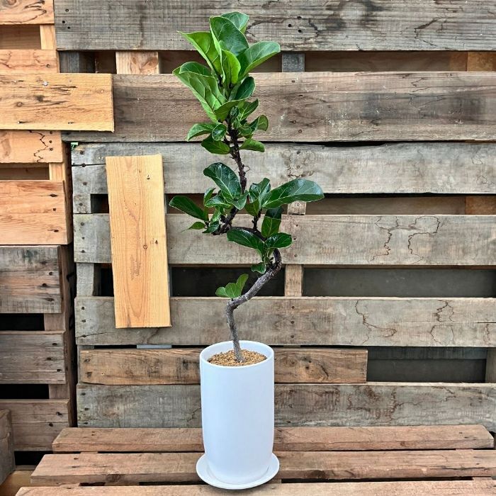 観葉植物現品販売