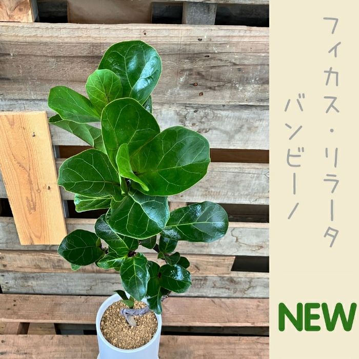 観葉植物現品販売