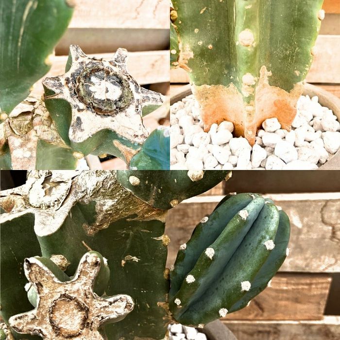 観葉植物現品販売