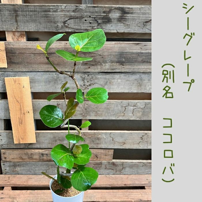 観葉植物現品販売