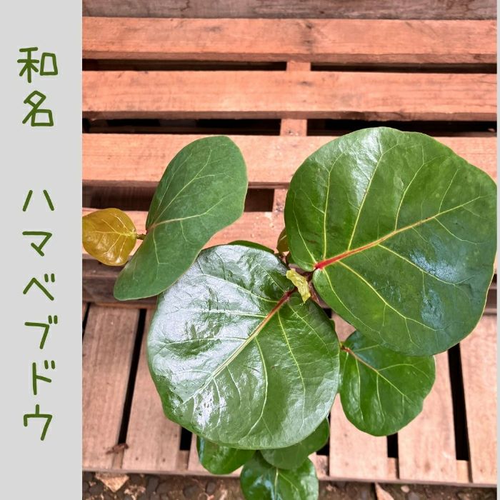 観葉植物現品販売