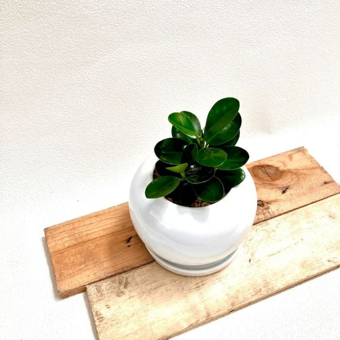 観葉植物現品販売