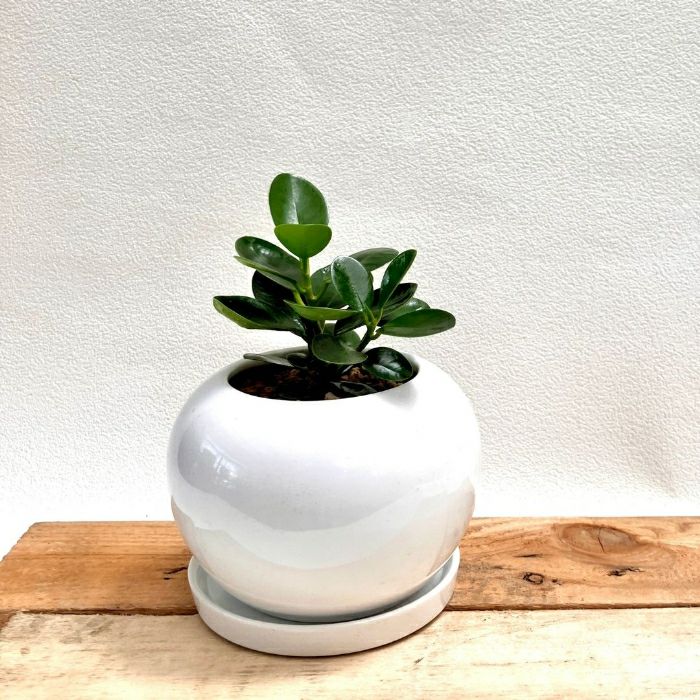 観葉植物現品販売