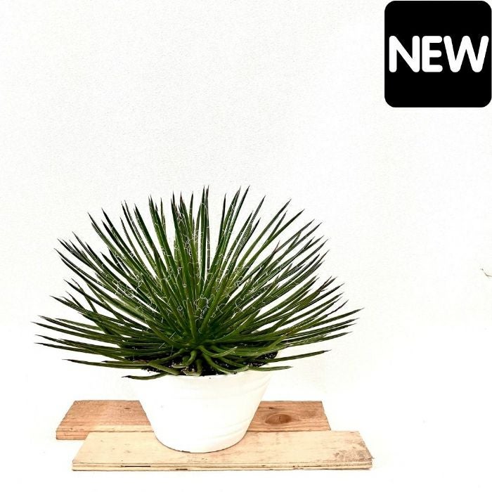 観葉植物現品販売