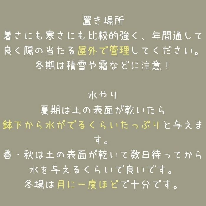 観葉植物現品販売