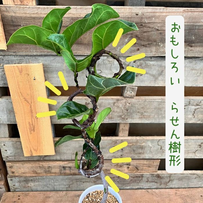 観葉植物現品販売