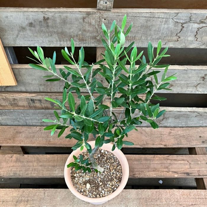 観葉植物現品販売