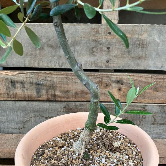 観葉植物現品販売