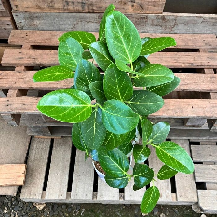 観葉植物現品販売