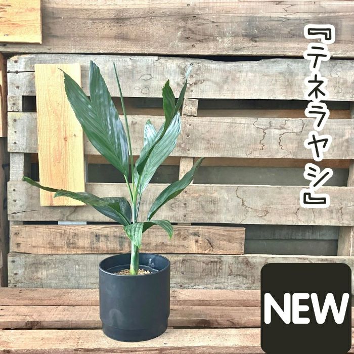観葉植物現品販売