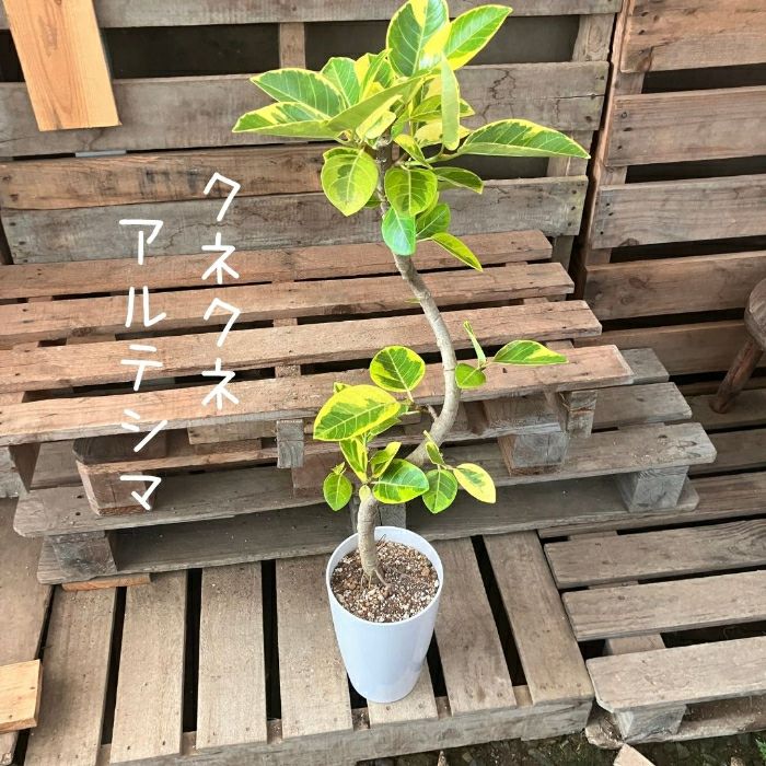 観葉植物現品販売