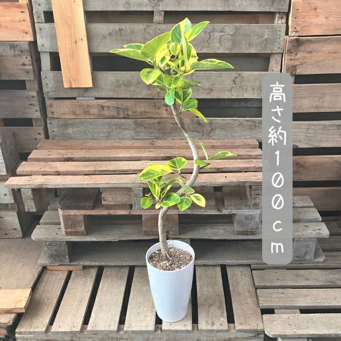 観葉植物現品販売