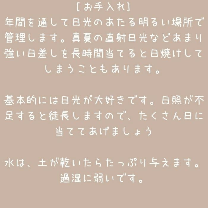 観葉植物現品販売