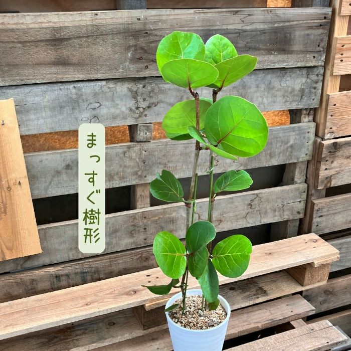 観葉植物現品販売