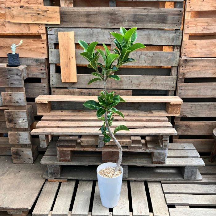 観葉植物現品販売