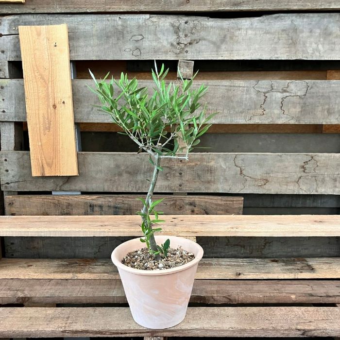 観葉植物現品販売